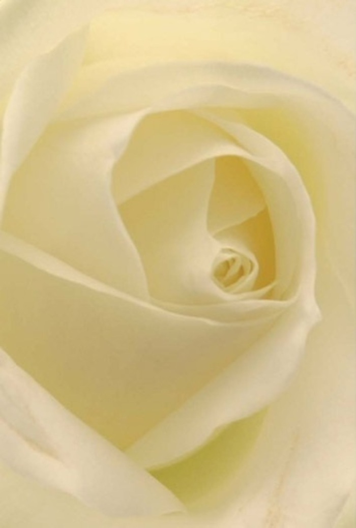 Looking closely at this exquisite white rose, you become immersed in the interplay of delicacy and structure distinct to North Harrow bouquets. Creamy layers overlap in harmonious spirals, bathing in a gentle, natural light that brings each fold into subtle relief-almost as if the bloom glows from within. The colour palette moves from milky white to soft cream, echoing the gentle sunlight that fills the window of a North Harrow florist's workroom. This rose communicates tranquil sophistication, making it a perfect companion for heartfelt apologies, meaningful gestures of romance, or the elegance of a wedding celebration at a local venue like Headstone Manor. The flawless spiral of the core suggests quiet resilience, while the shift of shadow and ivory underlines the flower's natural beauty. A suggestion of fragrance-clean, understated, and serene-floats in the air, reflecting the composed atmosphere of North Harrow itself, where thoughtful, professional florists create arrangements that capture the right sentiment for every meaningful moment.